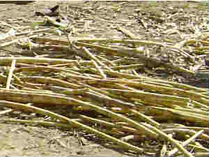 Sugar forecast down with lower acreage